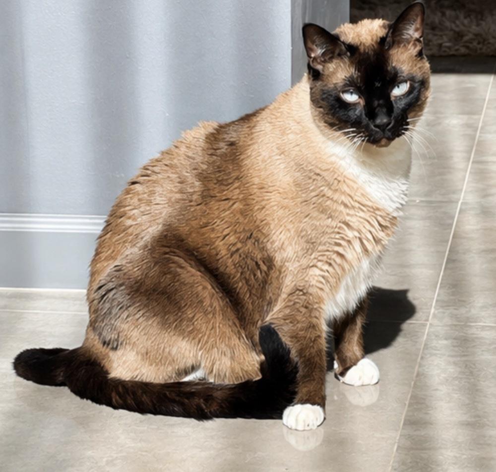 Mao, Adoptable, Senior Male Siamese & Domestic Short Hair.