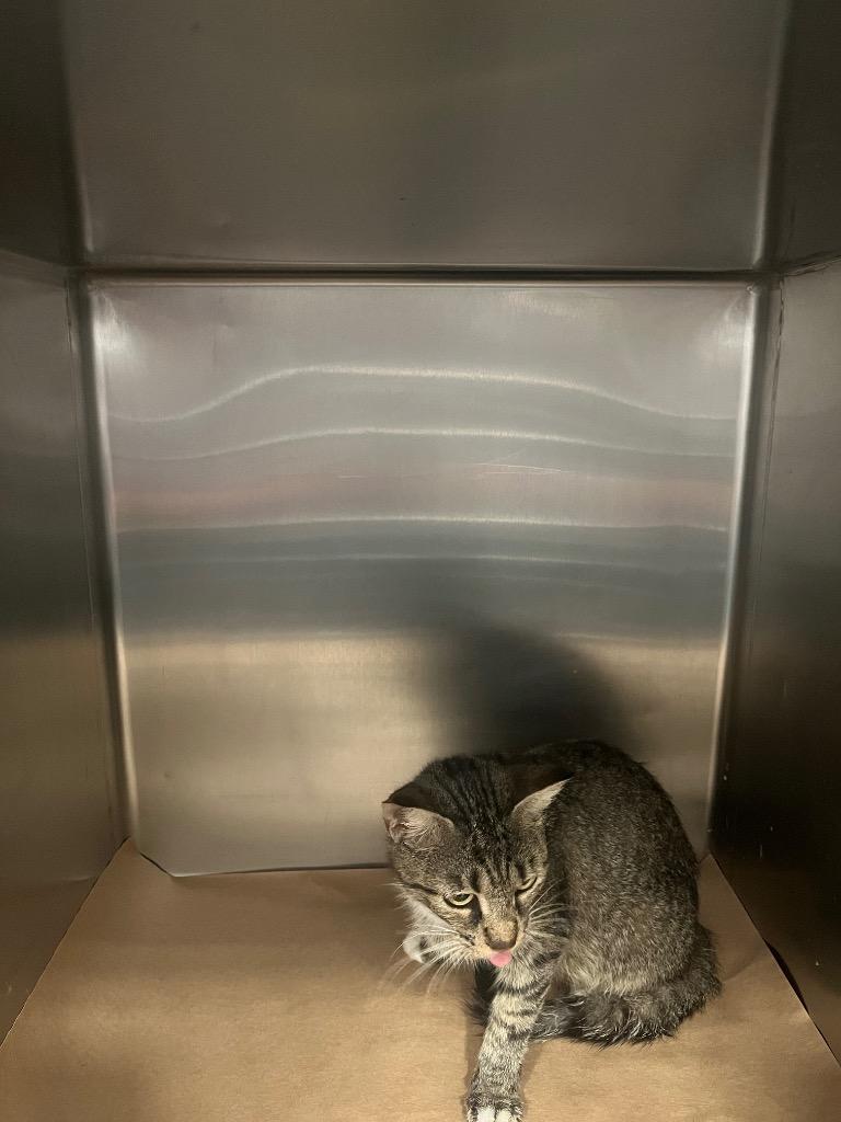 Peppy, Adoptable, Young Female Domestic Short Hair.