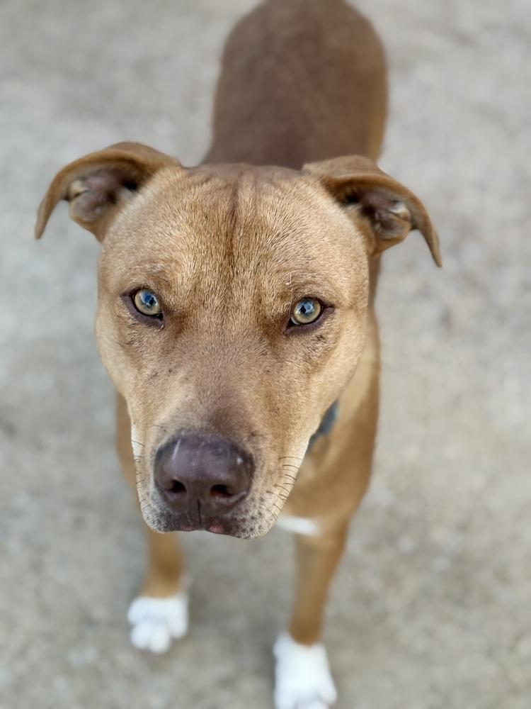 Enlarge Hank 23D-0455, a Adoptable mixed breed in Corinth, MS image 1/2
