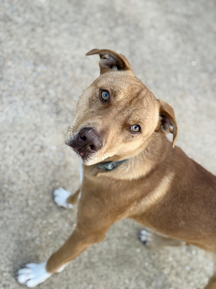 Enlarge Hank 23D-0455, a Adoptable mixed breed in Corinth, MS image 2/2