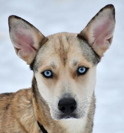 Snickerdoodle — thumbnail 2