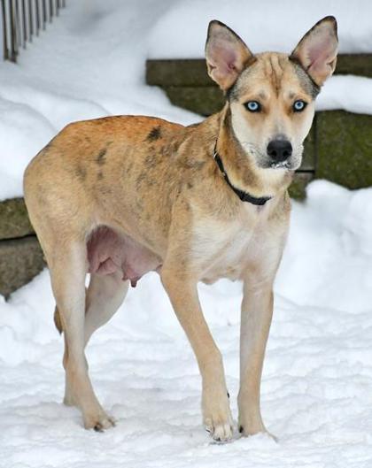 Snickerdoodle — thumbnail 3