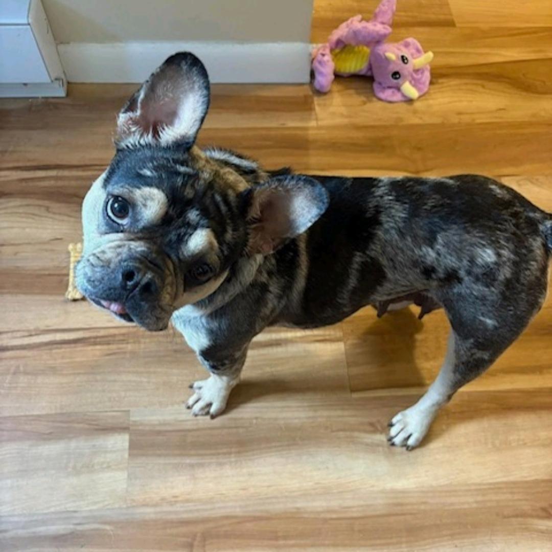 Enlarge Bae-French Bulldog, an adopted French Bulldog in Hamburg, NY image 3/6