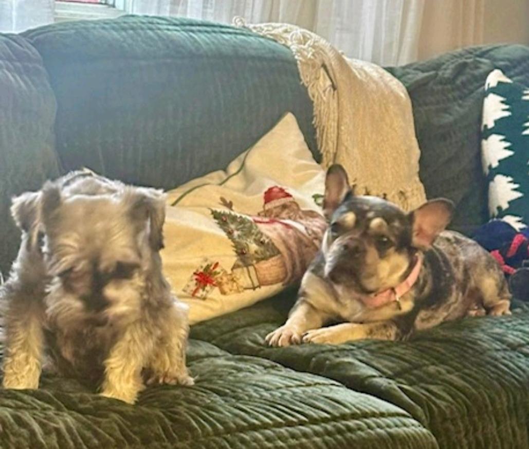 Enlarge Bae-French Bulldog, an adopted French Bulldog in Hamburg, NY image 5/6