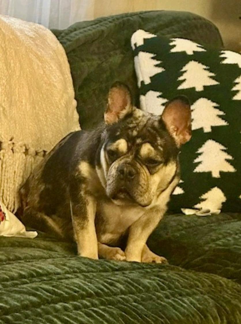 Enlarge Bae-French Bulldog, an adopted French Bulldog in Hamburg, NY image 6/6