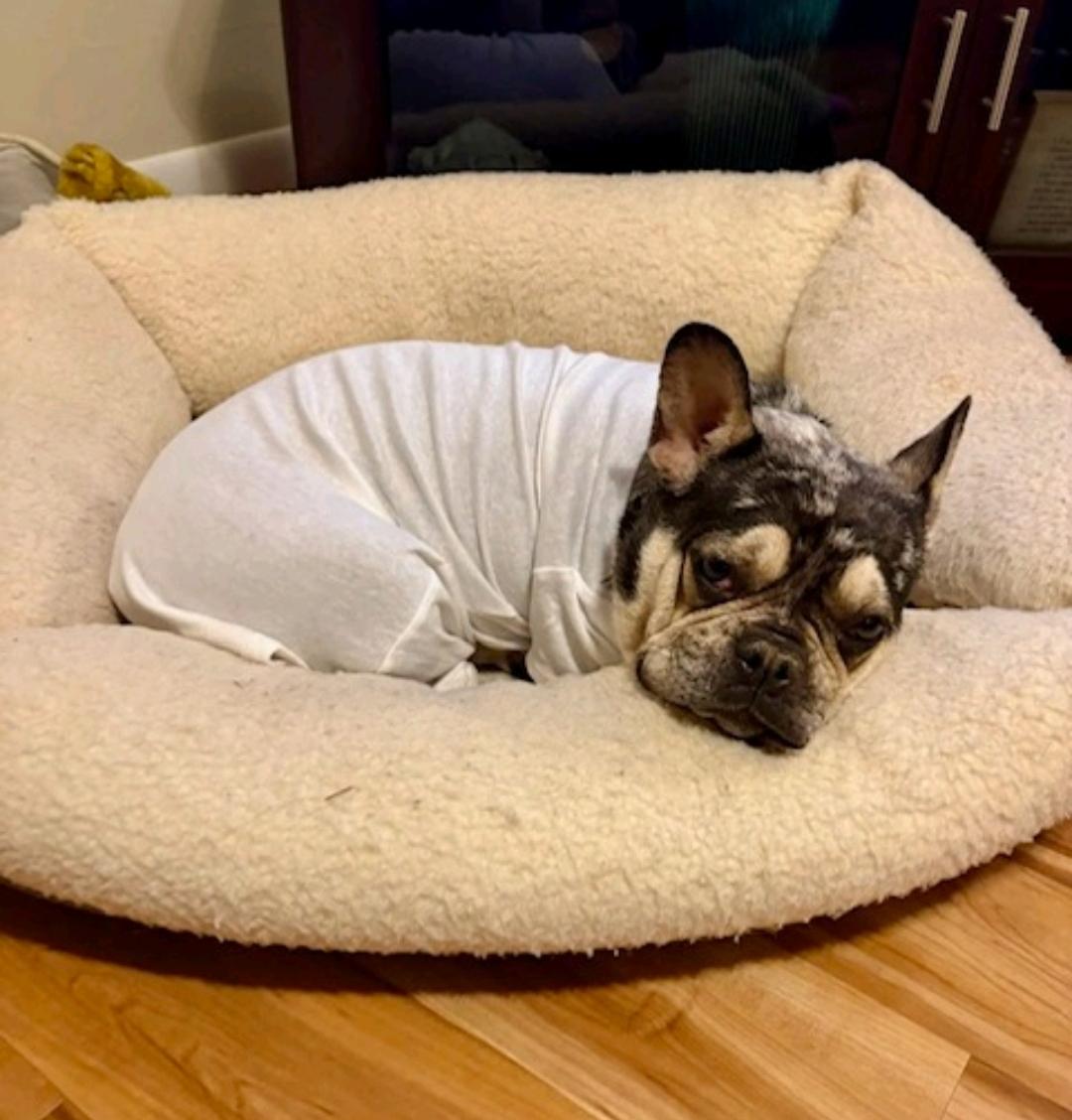 Enlarge Bae-French Bulldog, an adopted French Bulldog in Hamburg, NY image 1/6