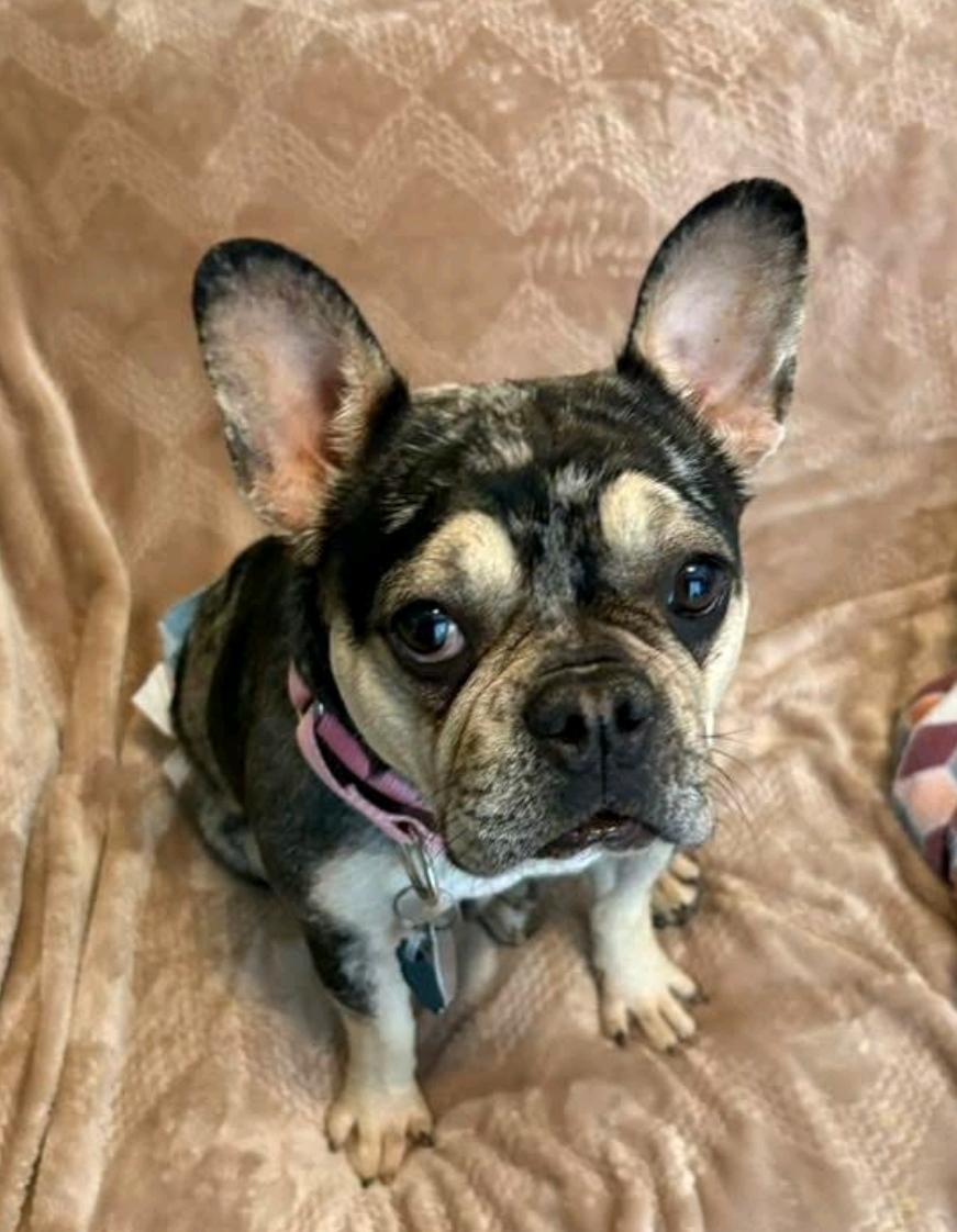 Enlarge Bae-French Bulldog, an adopted French Bulldog in Hamburg, NY image 2/6