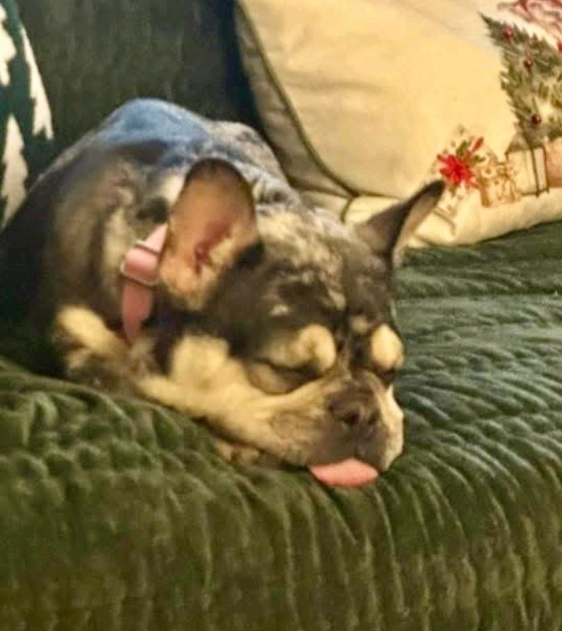 Enlarge Bae-French Bulldog, an adopted French Bulldog in Hamburg, NY image 4/6