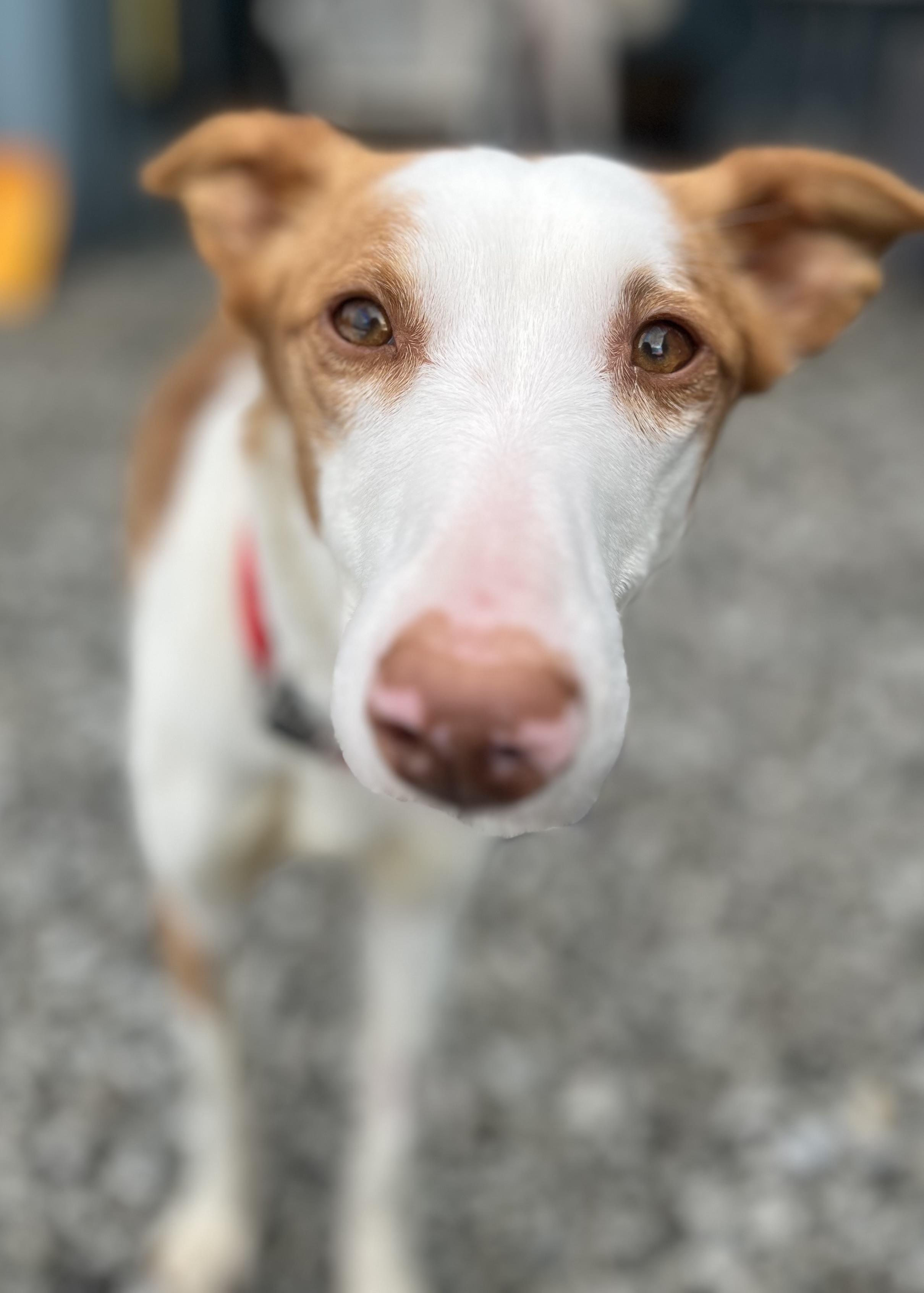 Enlarge Lynda, a Adoptable Portuguese Podengo in Blackstone, MA image 2/6