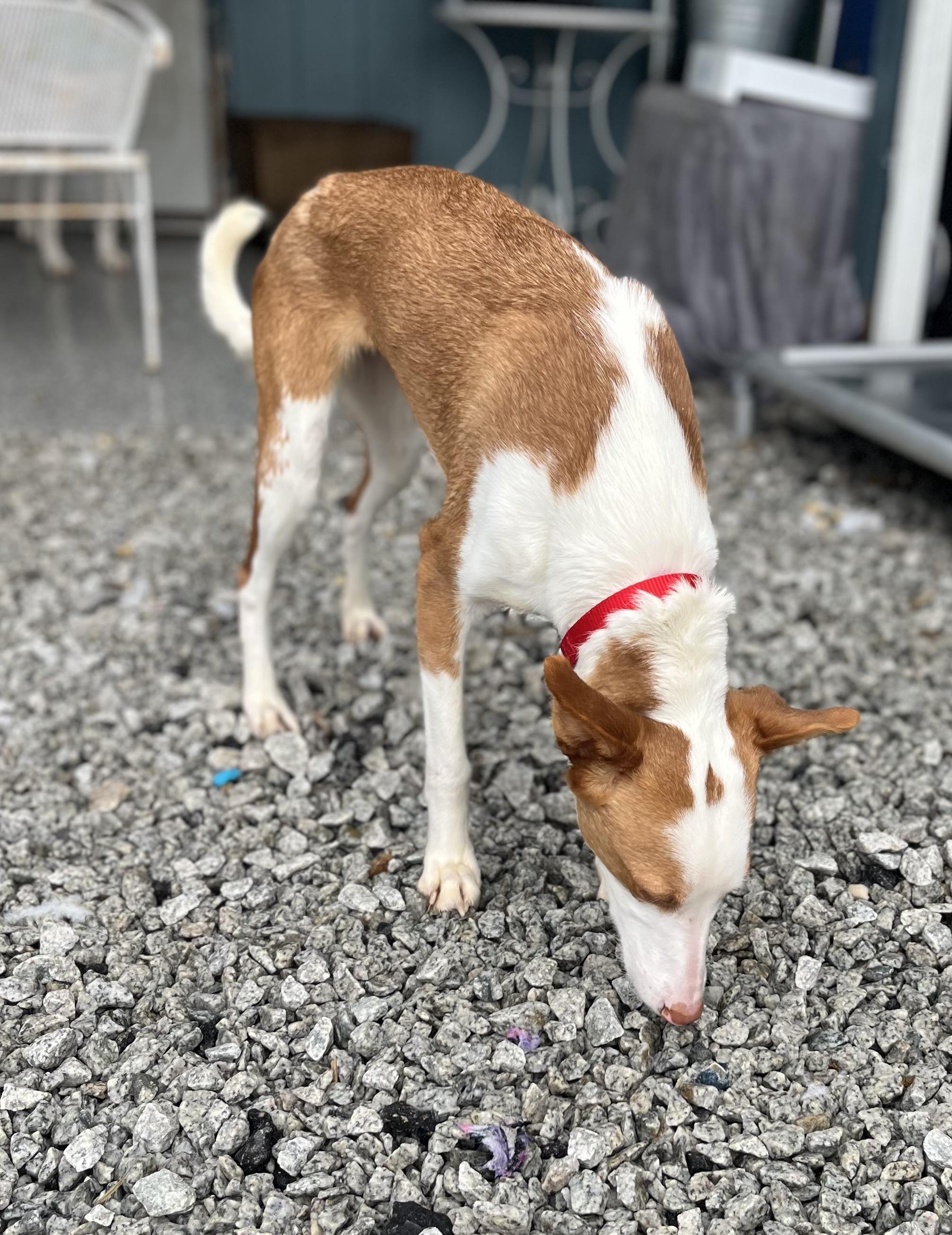 Enlarge Lynda, a Adoptable Portuguese Podengo in Blackstone, MA image 4/6