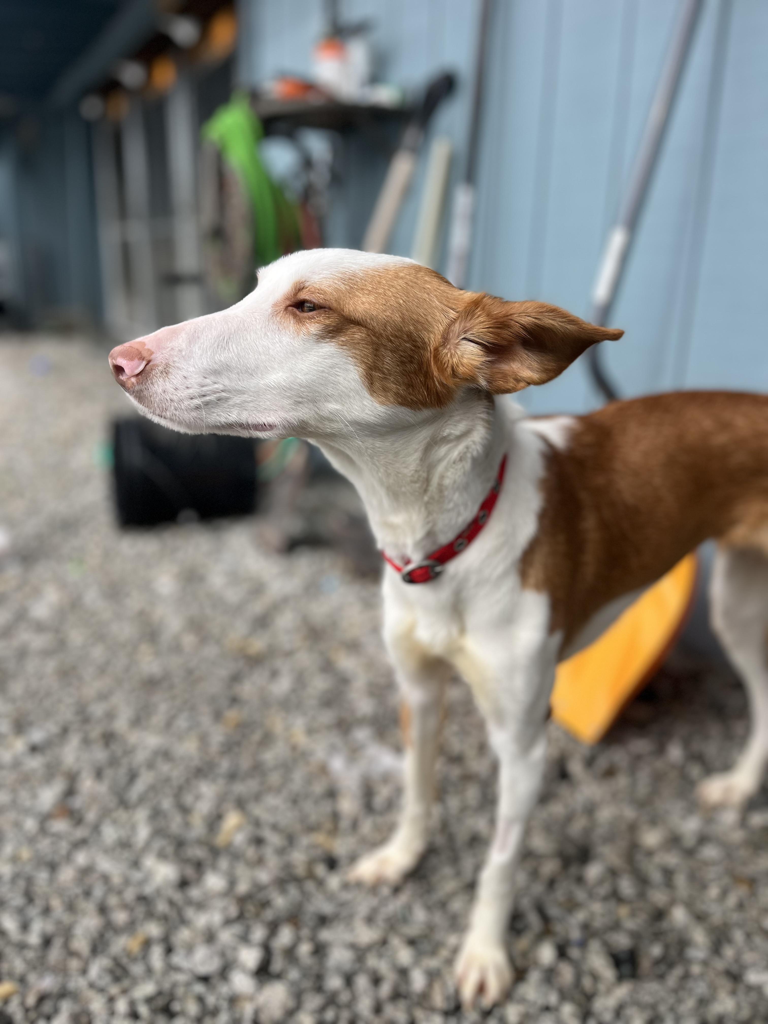 Enlarge Lynda, a Adoptable Portuguese Podengo in Blackstone, MA image 5/6