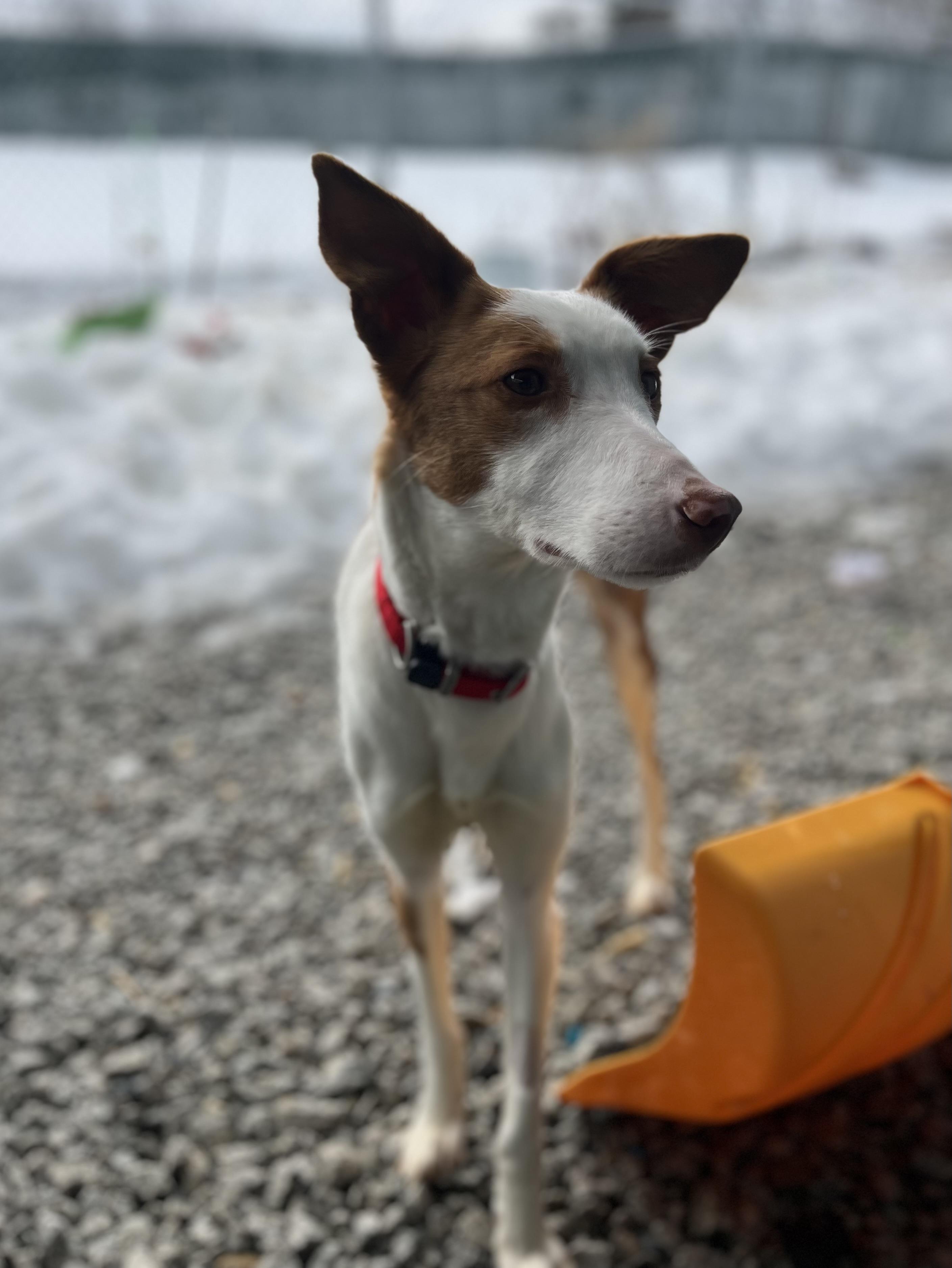 Enlarge Lynda, a Adoptable Portuguese Podengo in Blackstone, MA image 6/6