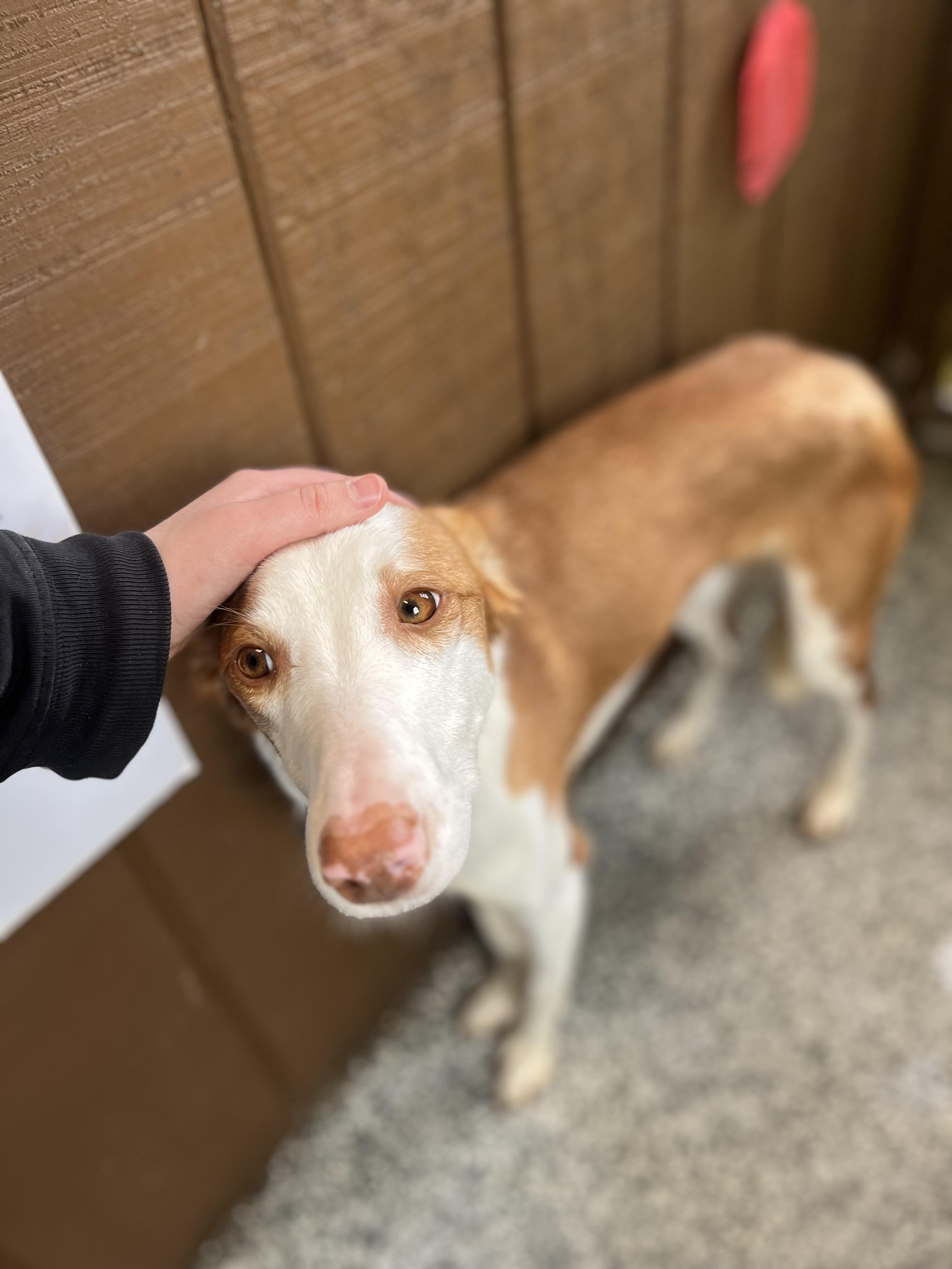 Lynda, Adoptable, Young Female Portuguese Podengo.