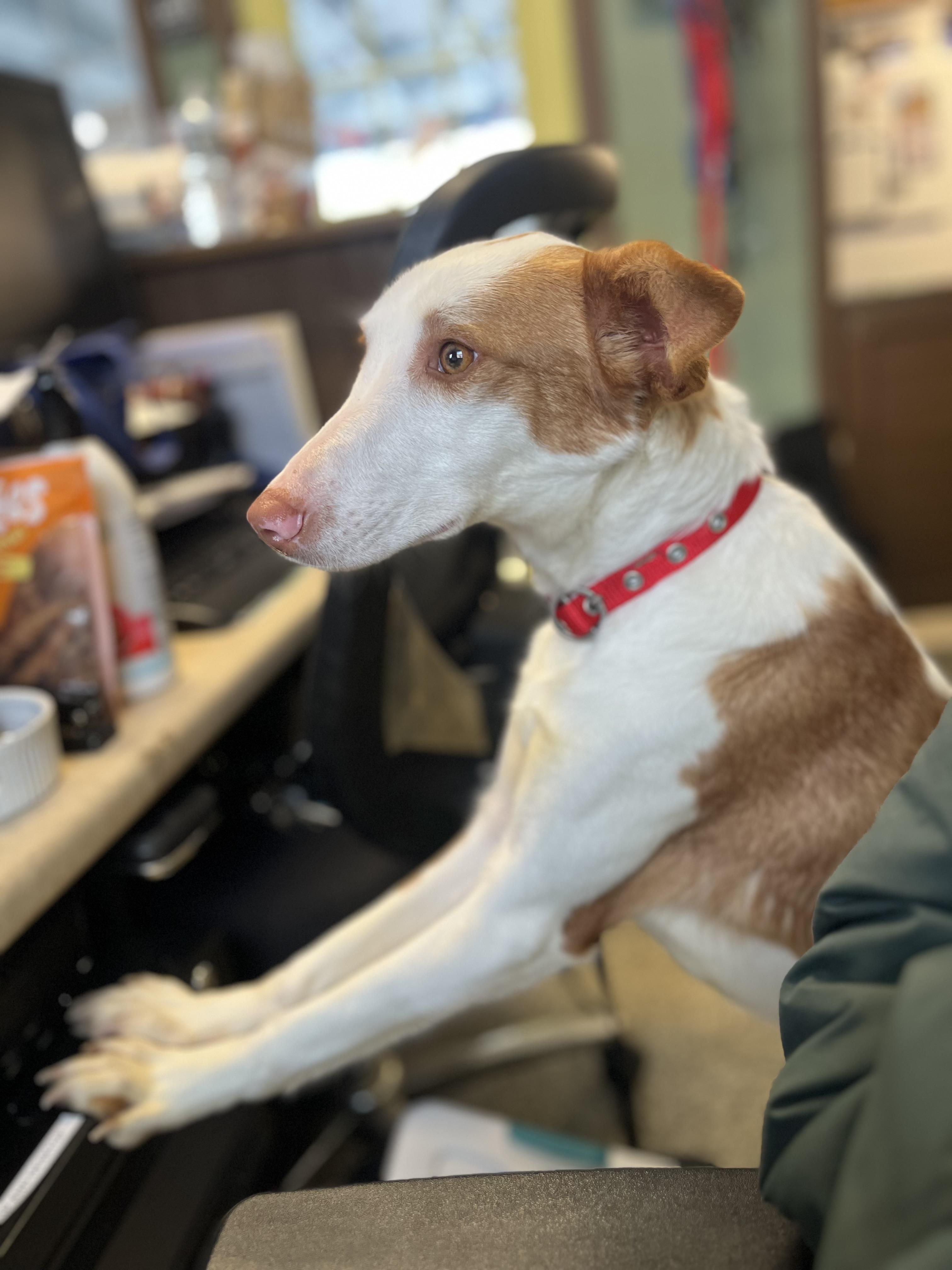 Lynda, Adoptable, Young Female Portuguese Podengo.