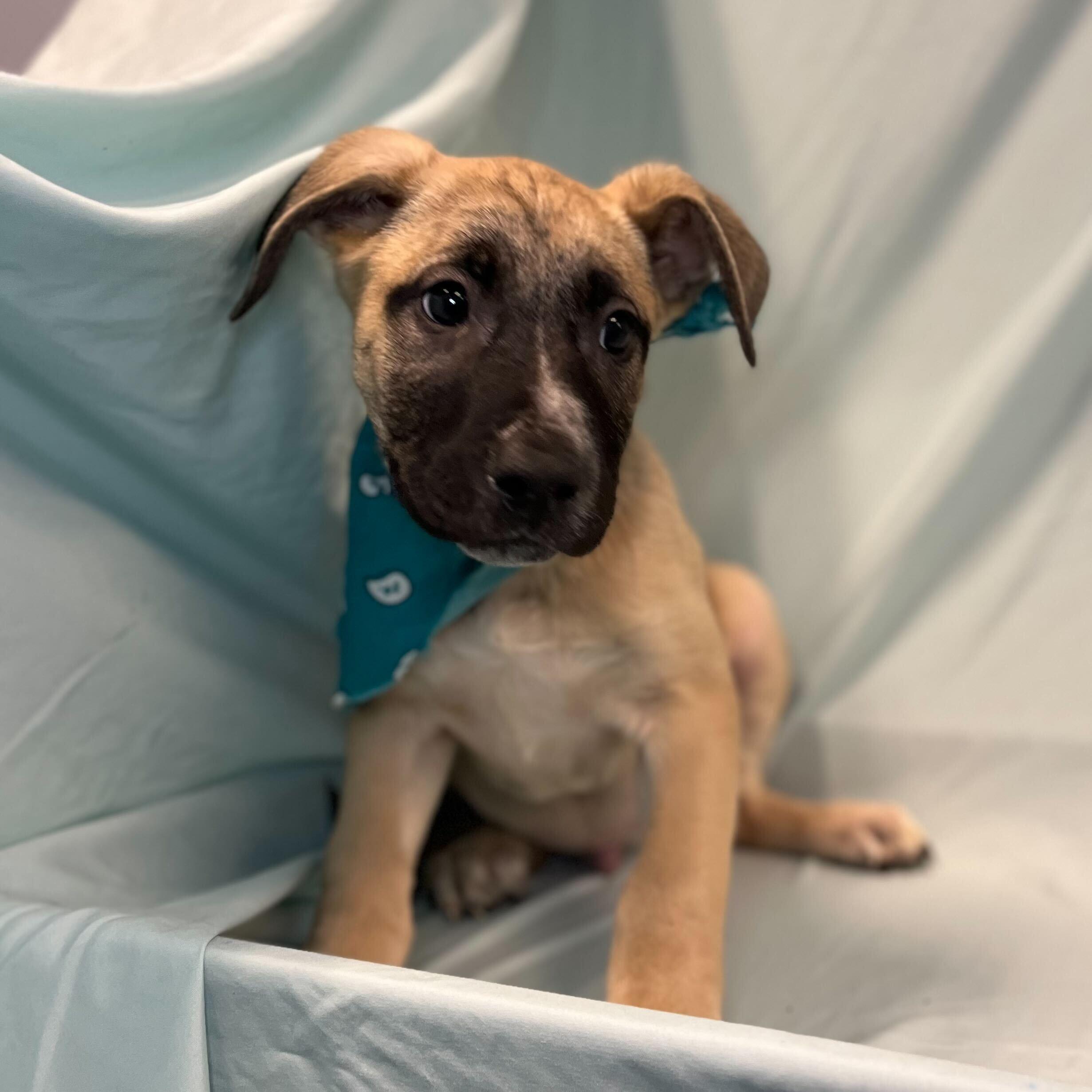 Flurry, adoptable, Puppy Male Mixed Breed.