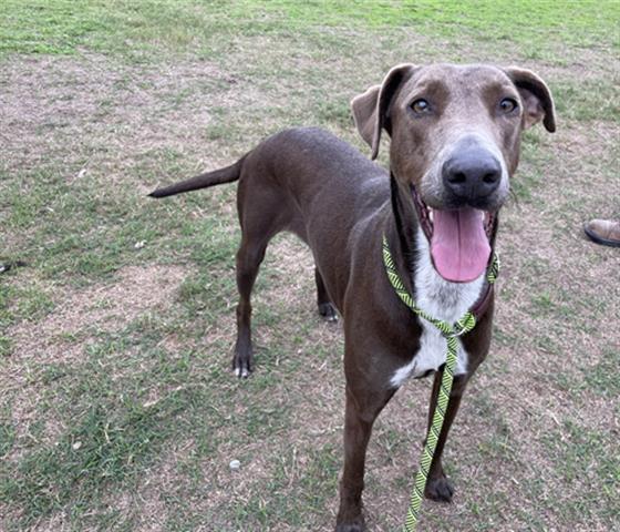 BELLA DONNA, Adoptable, Young Female Labrador Retriever & Mixed Breed.