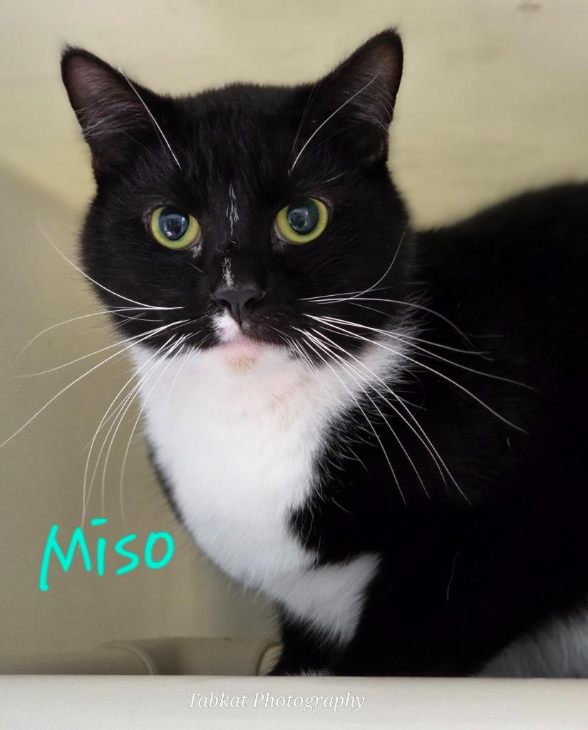 Miso