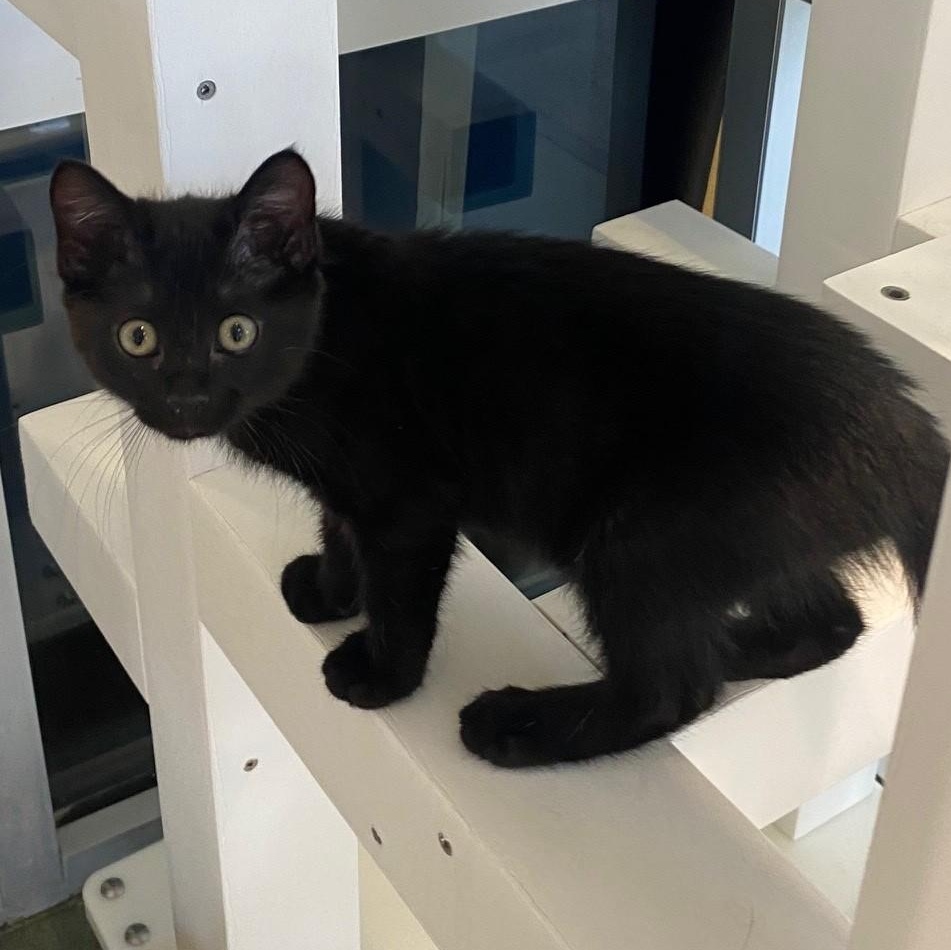 Jet A217210, adopted, Kitten Male Domestic Short Hair.