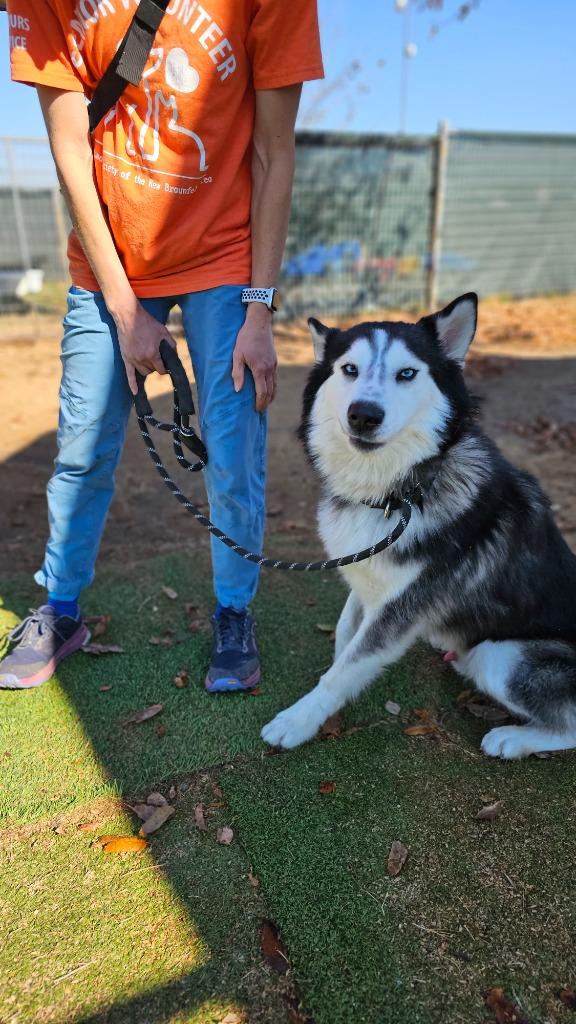 Enlarge Judge, a Adoptable Siberian Husky in New Braunfels, TX image 1/6