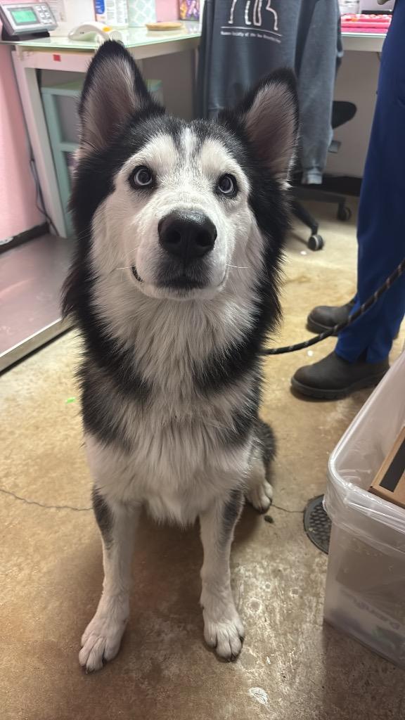Judge, Adoptable, Adult Male Siberian Husky.