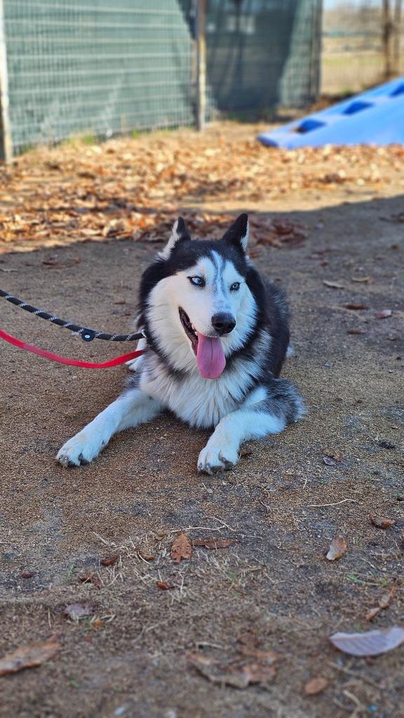 Enlarge Judge, a Adoptable Siberian Husky in New Braunfels, TX image 3/6