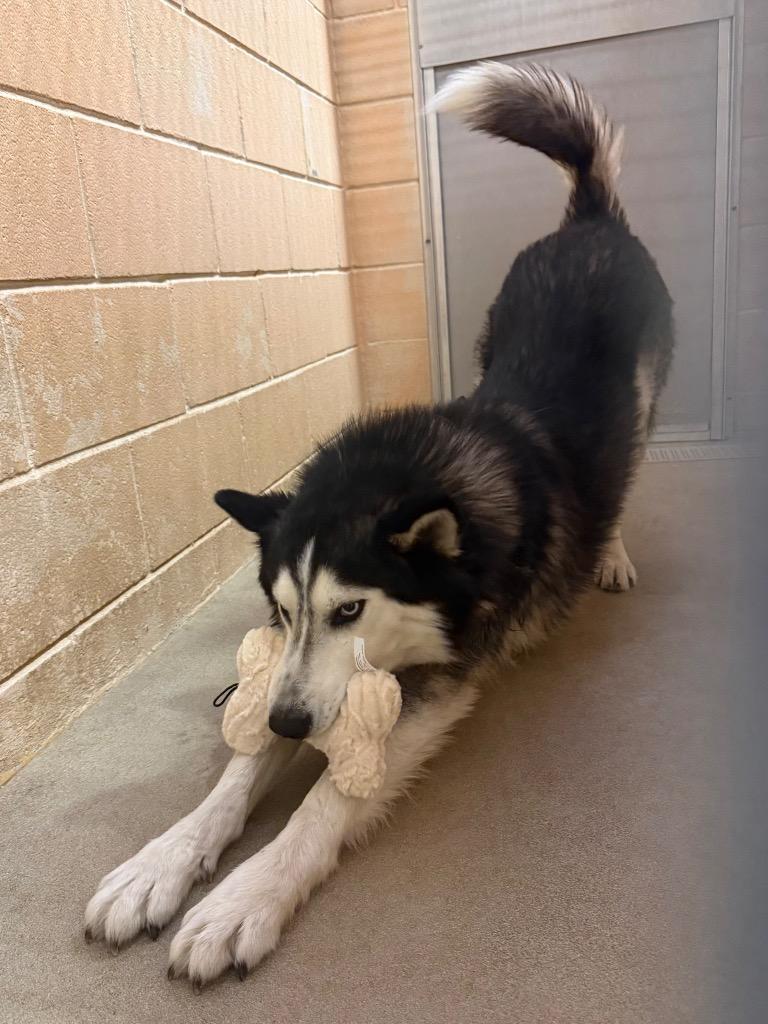 Enlarge Judge, a Adoptable Siberian Husky in New Braunfels, TX image 5/6