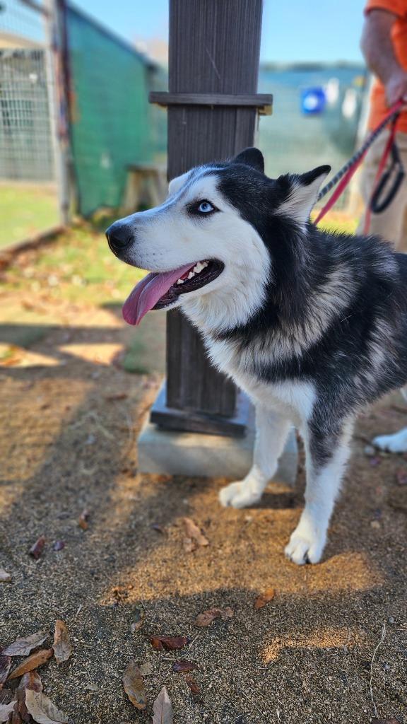 Enlarge Judge, a Adoptable Siberian Husky in New Braunfels, TX image 6/6