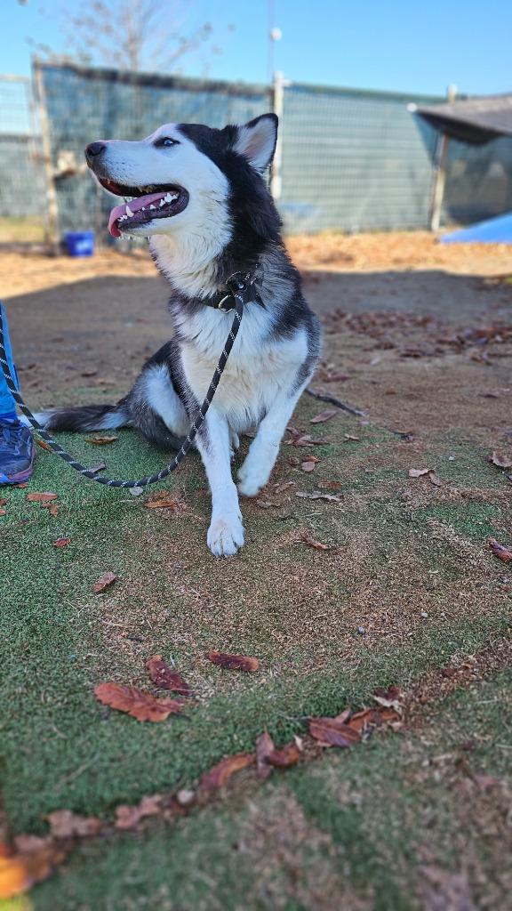 Enlarge Judge, a Adoptable Siberian Husky in New Braunfels, TX image 6/6