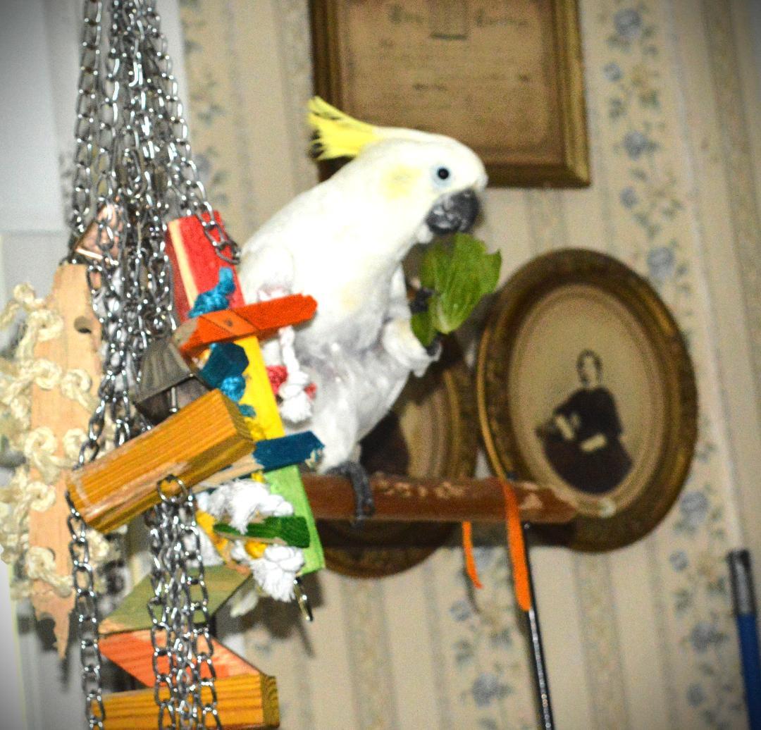 Frisky photo