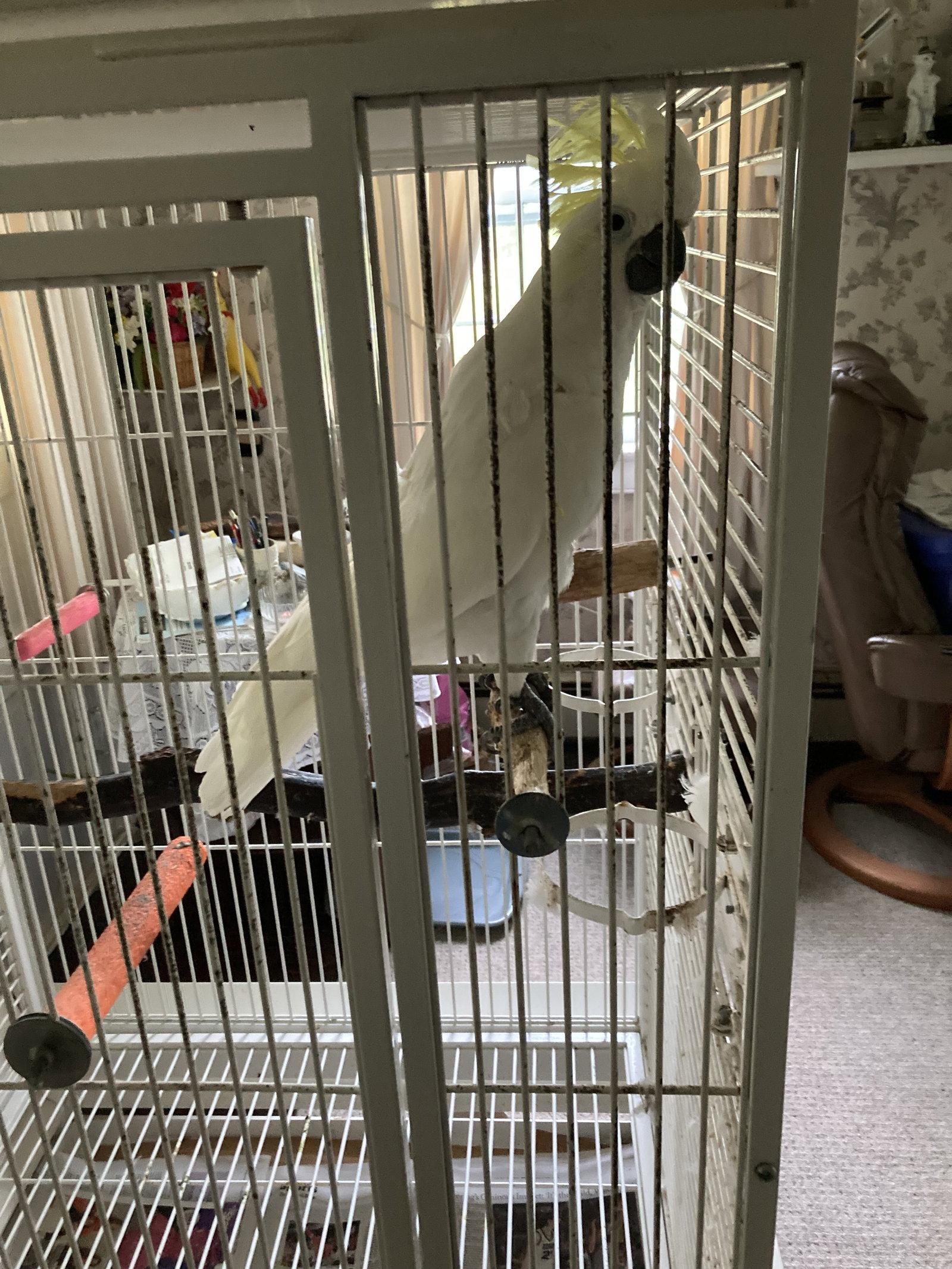 Enlarge Frisky, a Adoptable Cockatoo in Belford, NJ image 2/3