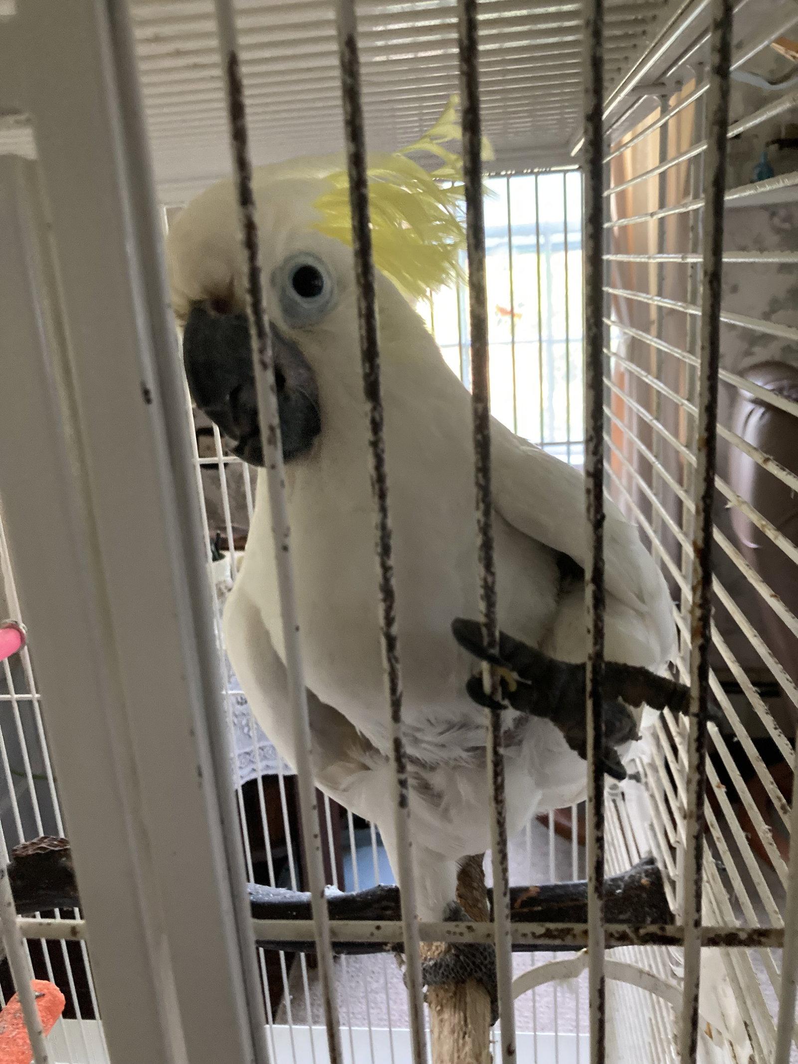 Enlarge Frisky, a Adoptable Cockatoo in Belford, NJ image 3/3