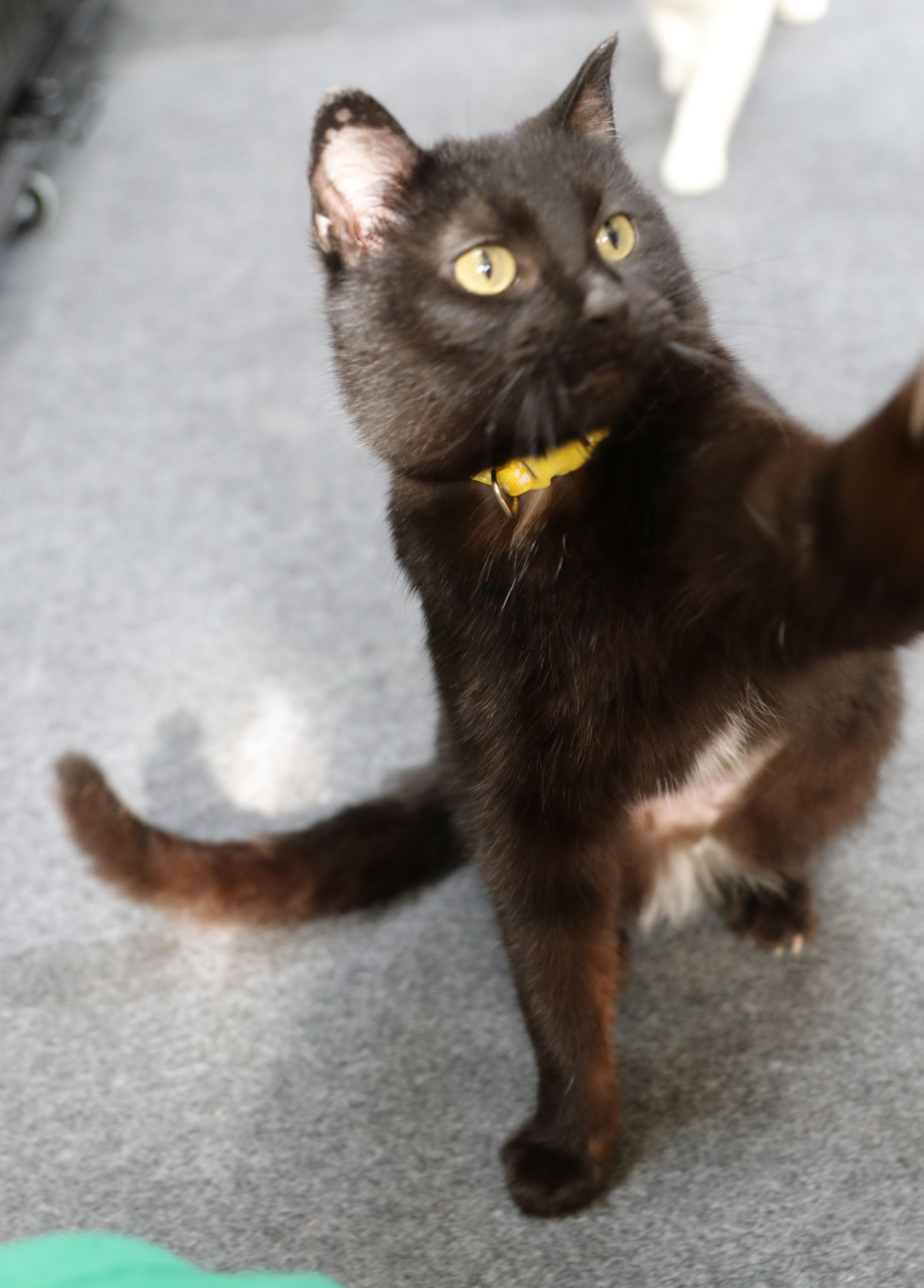Maddy, an adoptable Domestic Short Hair in Cut Bank, MT, 59427 | Photo Image 3