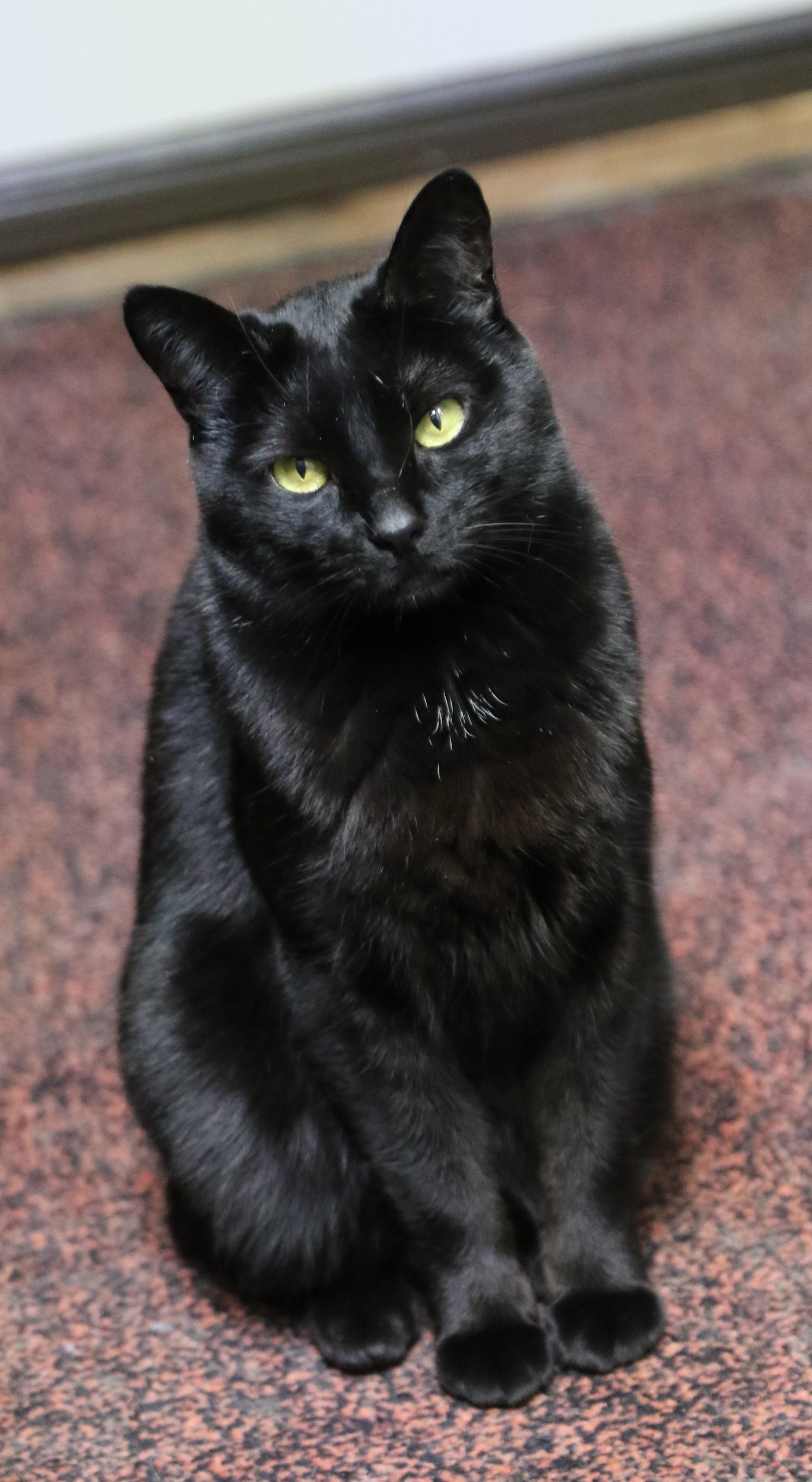 Maddy, an adoptable Domestic Short Hair in Cut Bank, MT, 59427 | Photo Image 4