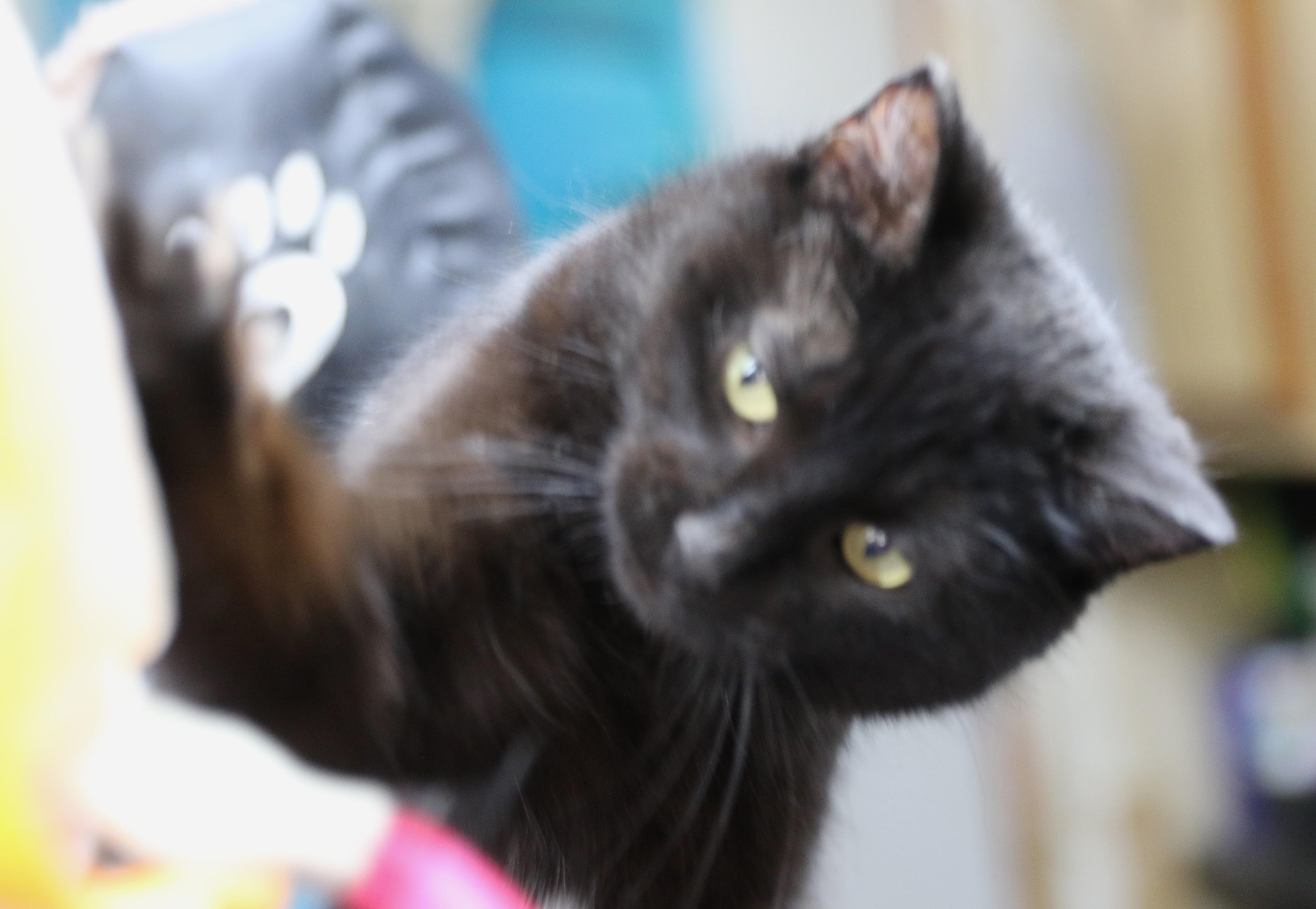 Maddy, an adoptable Domestic Short Hair in Cut Bank, MT, 59427 | Photo Image 2