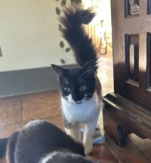 Enlarge Dominick, a Adoptable Domestic Medium Hair in Albany, NY image 1/4