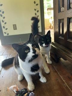 Enlarge Dominick, a Adoptable Domestic Medium Hair in Albany, NY image 3/4