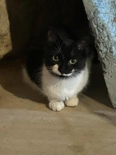 Enlarge Dominick, a Adoptable Domestic Medium Hair in Albany, NY image 4/4