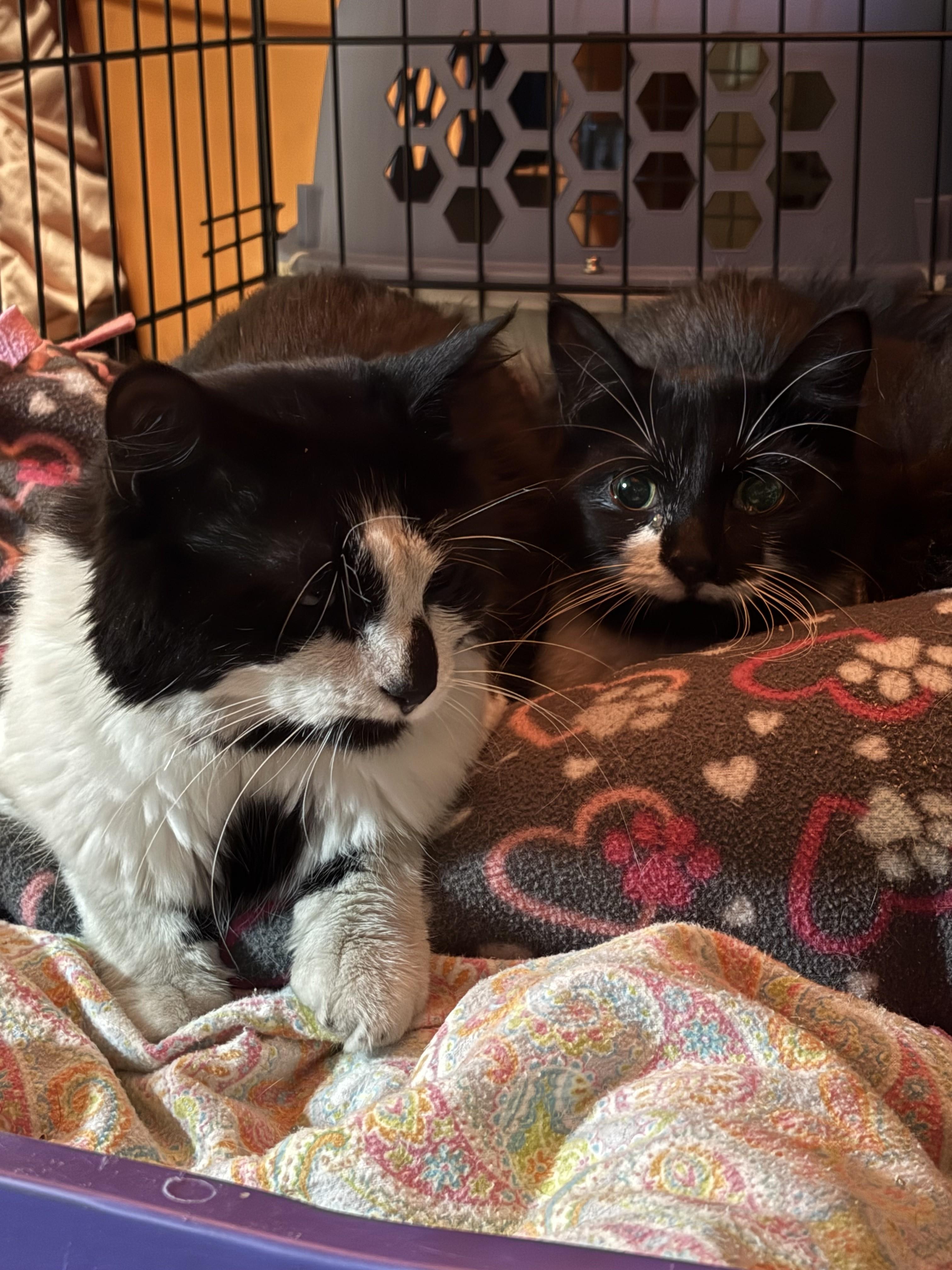Enlarge Dominick, a Adoptable Domestic Medium Hair in Albany, NY image 2/4