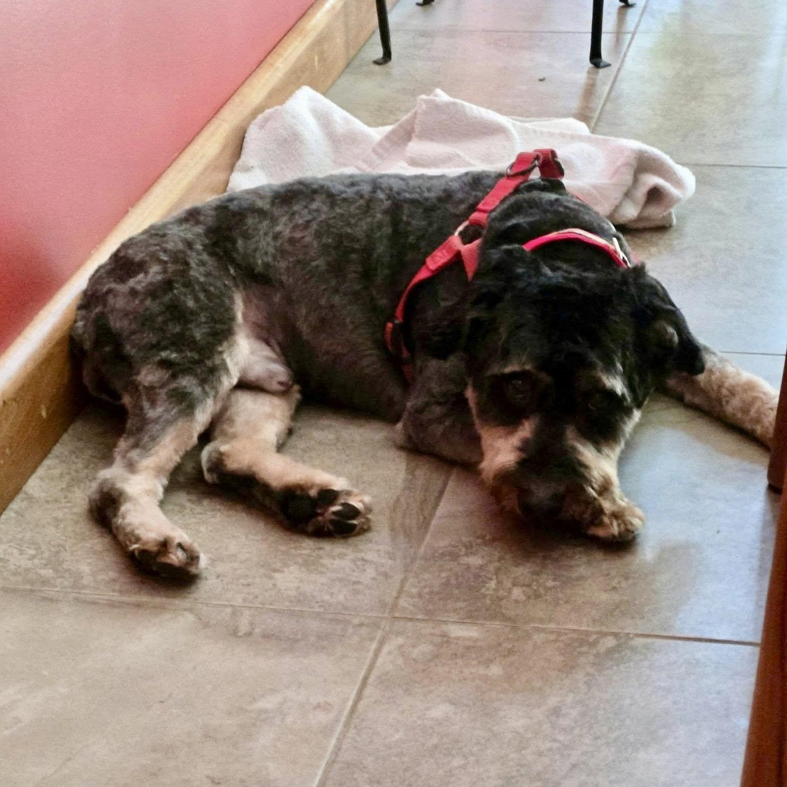 Beau, Adoptable, Adult Male Australian Shepherd & Poodle.