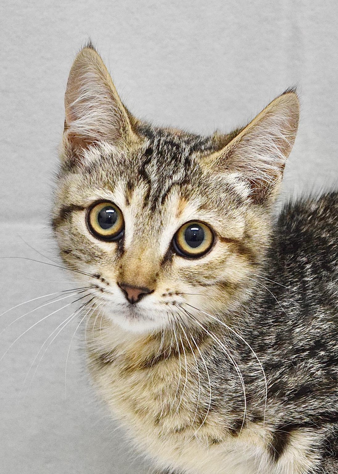 Sibley, ADOPTABLE, Kitten Female Domestic Short Hair.