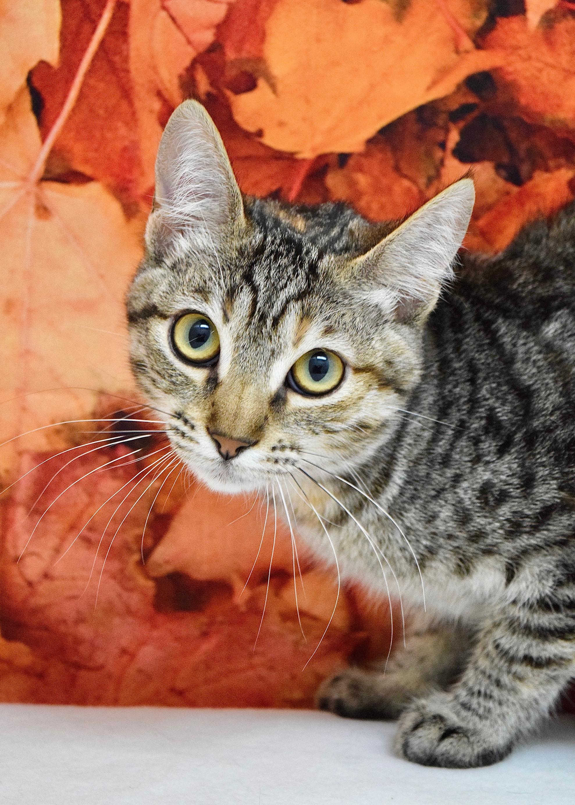 Sibley, Adoptable, Kitten Female Domestic Short Hair.