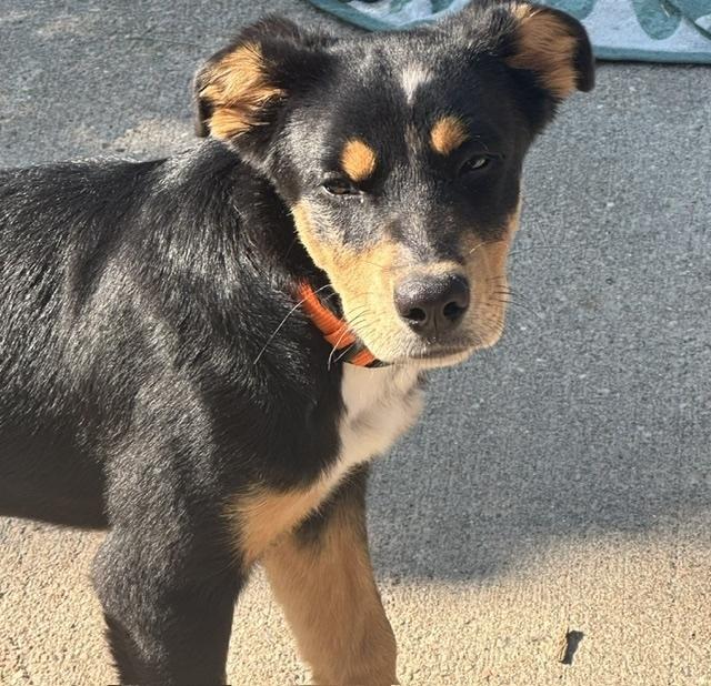 Lexi, Adoptable, Puppy Female Rottweiler & Mixed Breed.