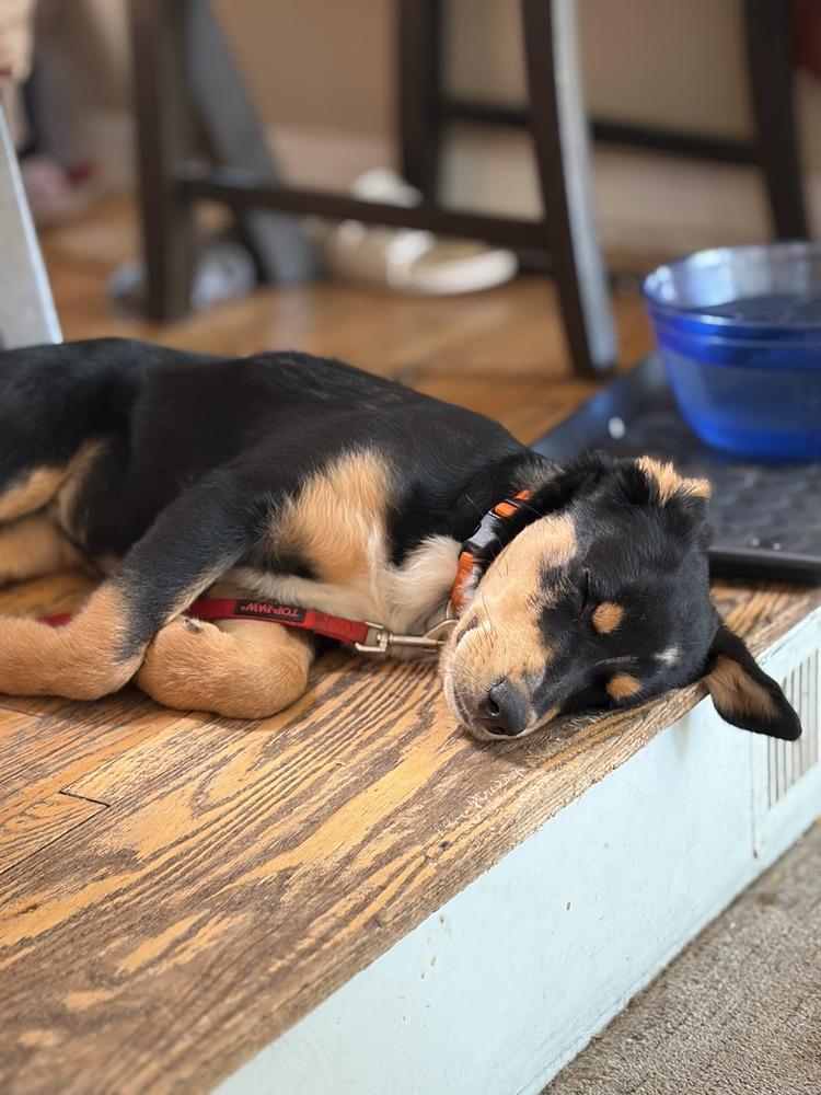 Enlarge Lexi, a Adoptable mixed breed in Denver, CO image 2/3