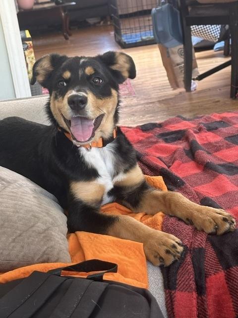 Enlarge Lexi, a Adoptable mixed breed in Denver, CO image 3/3