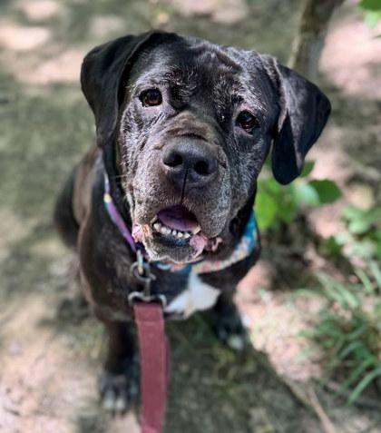 Rita, Adoptable, Senior Female Mastiff & Cane Corso.