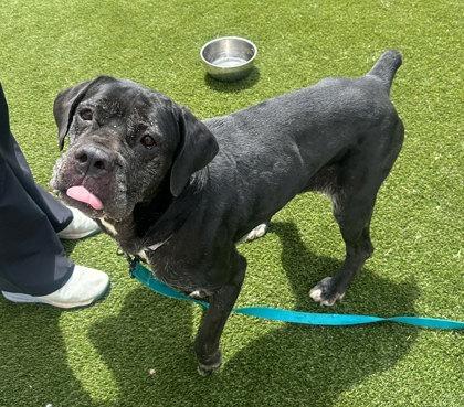 Rita - In a Foster Home, a Adoptable mixed breed in Twinsburg, OH image 2/3