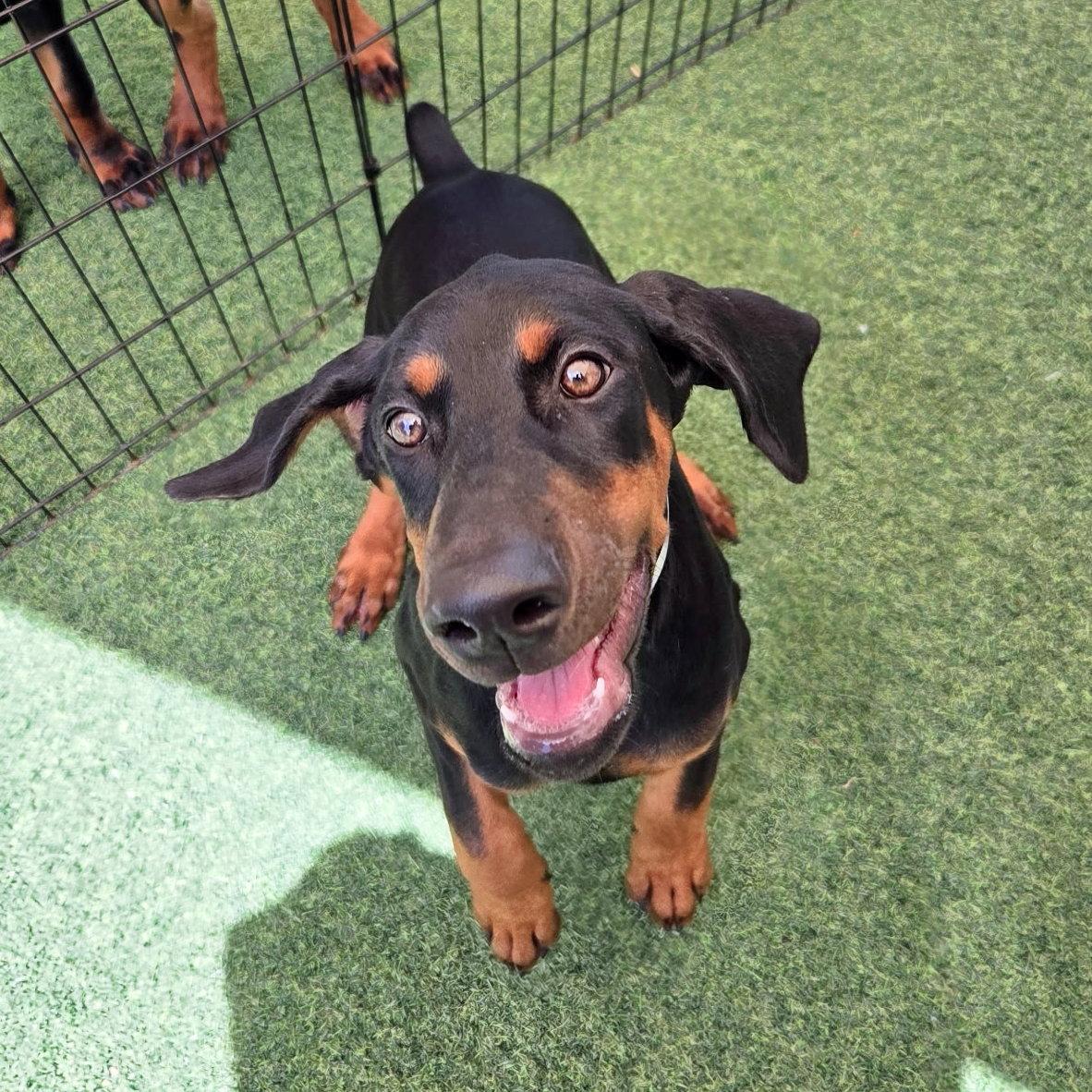 Millie 3599 (Lee pup white), a Adopted Doberman Pinscher in Oakland Park, FL image 1/2