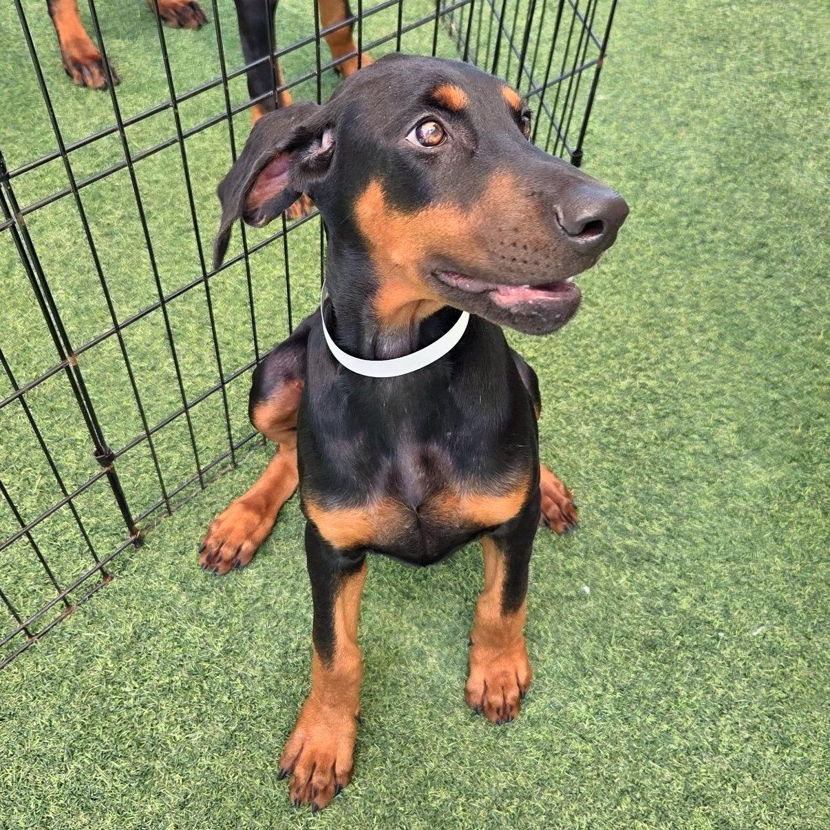 Millie 3599 (Lee pup white), a Adopted Doberman Pinscher in Oakland Park, FL image 2/2