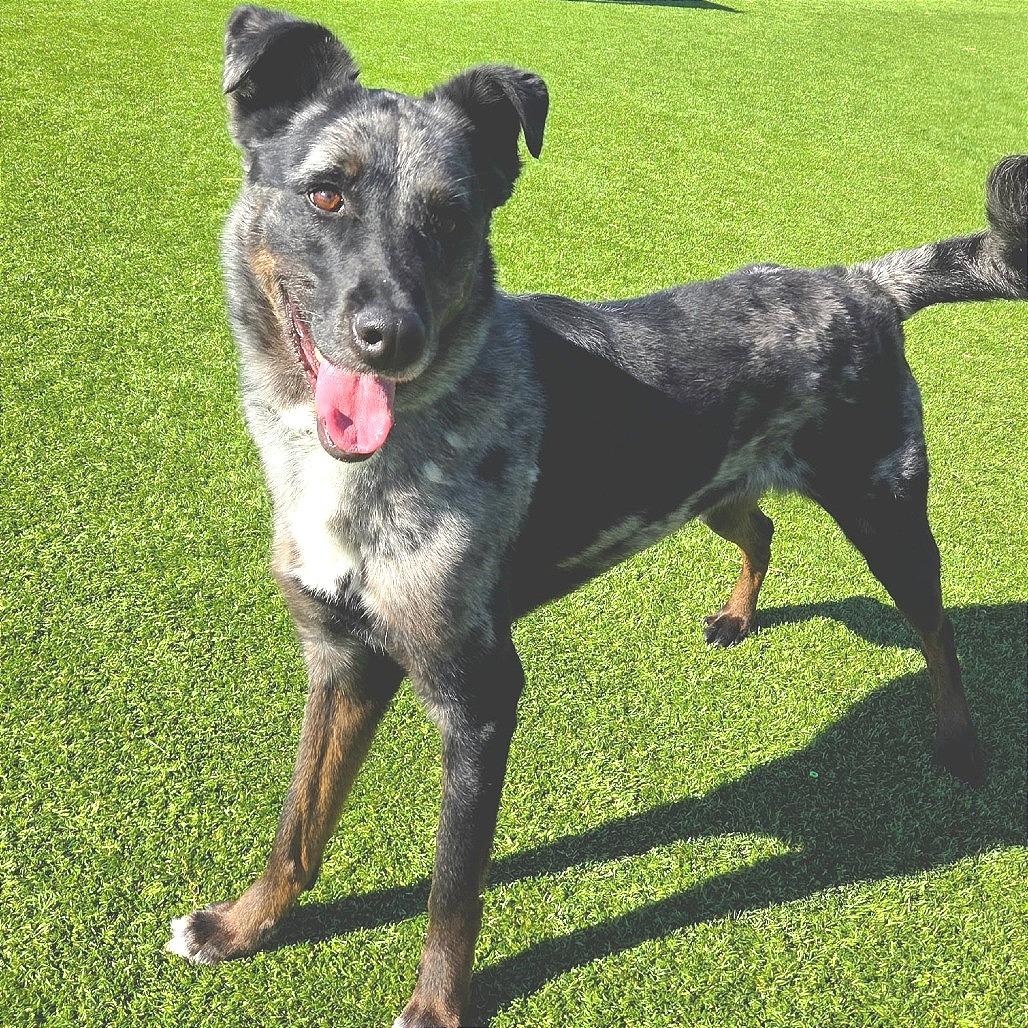 Clover, Adoptable, Adult Female Catahoula Leopard Dog & Australian Cattle Dog / Blue Heeler.