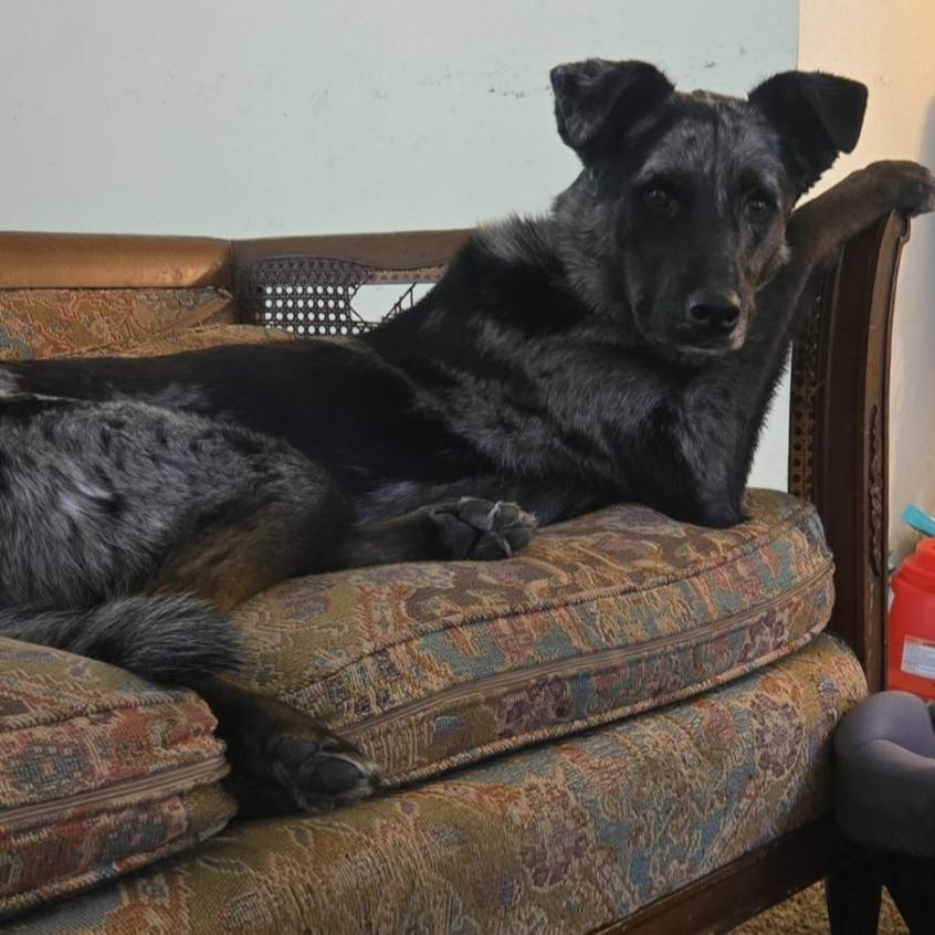 Enlarge Clover, a Adoptable mixed breed in Idaho Falls, ID image 2/6